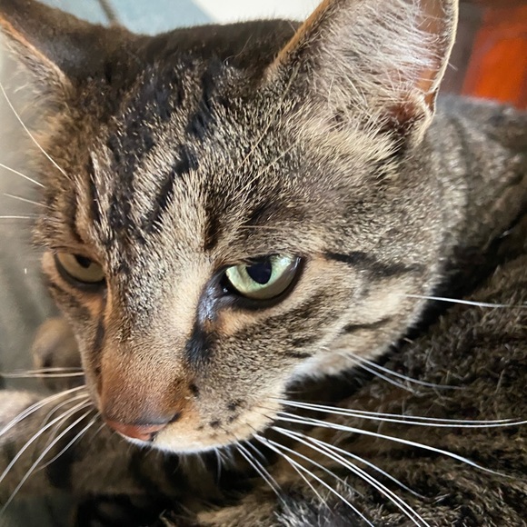 Meet your Posher, Adrianna - Picture 1 of 1